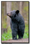 Black Bear, Orr MN
