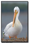 American White Pelican. MN