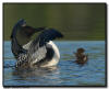 common loon and chick syncrhonized wing flap, Minnesota