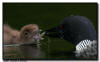 common loon feeding chick in lily pads, Minnesota