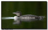 common loon chick, Minnesota 