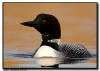common loon, northern MN 