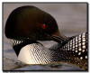 common loon preening, northern MN