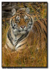 Amur Tiger Portrait