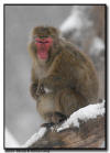 Japanese Snow Monkey in Snow Storm