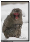 Japanese Snow Monkey