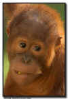 Orangutan Baby