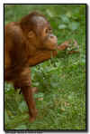 Orangutan baby