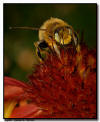 Carpenter Bee, Minneapolis, MN