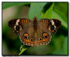 Buck Eye Butterfly