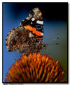 Red Admiral, Minneapolis, MN