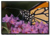 Monarch Butterfly Portrait
