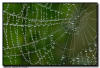 Spider Web, Everglades, Florida
