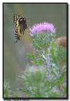 Tiger Swallowtail Butterfly Portrait