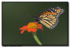 Monarch Butterfly, MN