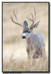 Mule Deer Buck, Waterton NP