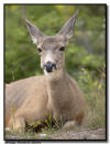 Mule Deer Doe, Watertown NP