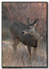 Mule Deer Doe at Bosque del Apache NWR