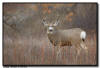 Mule Deer Buck, Custer State Park, SD