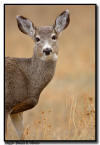 Mule Deer Doe, Custer State Park, SD