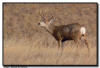 Mule Deer Buck, Wind Cave National Park, SD