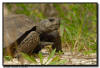 Gopher Tortoise, Naples FL