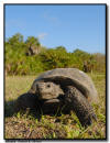 Gopher Tortoise, Naples, FL