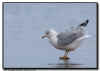 Ring Billed Gull Feather Shake