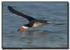 Northern Skimmer Skimming