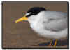 Least Tern Close Up