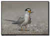 Least Tern Courtship Feeding