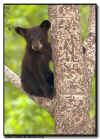 Black Bear cub in a tree