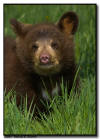 Black Bear Cub Portrait