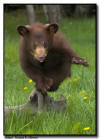 Jumping Black Bear Cub