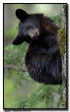 Black Bear Yearling
