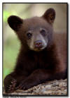Black Bear Cub Close Up