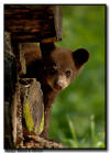 Black Bear cub 