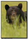 Black Bear Boar