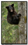 Black Bear Yearling