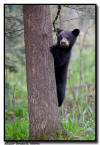 Black Bear Cub, Orr, MN