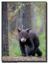 Black Bear cub, Orr MN