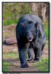 Black Bear, Orr MN