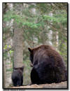 Black Bears, Orr MN