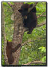 Black Bear Cub and Yearling