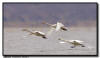 Tundra Swans in Flight, Iowa