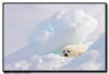 Harp Seal Pup, Quebec