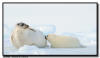 Harp Seal Pup Nursing, Quebec