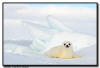 Harp Seal Pup, Quebec