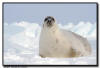 Harp Seal Adult, Isles de la Madeleine, Quebec