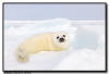 Harp Seal, Quebec